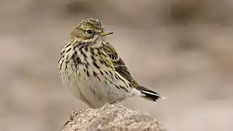 Pipit farlouse.
