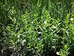 Gratiole officinale.