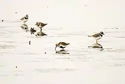 Gravelots et bécasseau