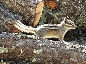 Description de l'image Gray-footed Chipmunk iNaturalist.jpg.