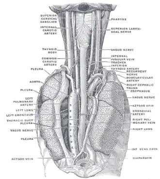 Illustration (Gray's Anatomy) de l'appareil respiratoire.