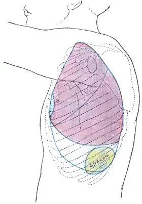 Côté thoracique, montrant les endroits occupés par les os, les poumons (violet), de la plèvre (bleu), et de la rate (vert).