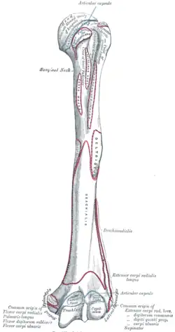 Origine humérale du muscle extenseur des doigts de la main (Extensor digitorum communis)