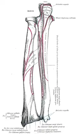 Origine ulnaire et radiale du muscle long extenseur du pouce (Extensor pollicis longus).