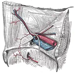 Ligament inguinal vu depuis la cavité abdominale.
