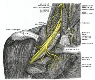 Plexus brachial droit vu de face.