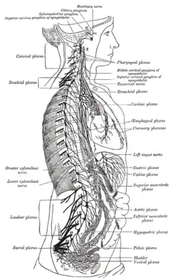 La chaîne sympathique droite et ses connexions avec les plexus thoracique, abdominal et pelvien.