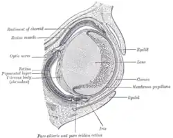 Section horizontale de l'œil de l'embryon d'un lapin de 18&nbsp;jours (agrandissement ×30).
