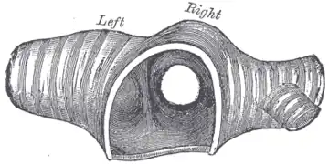 Gravure en noir et blanc montrant la coupe d'un tuyau.