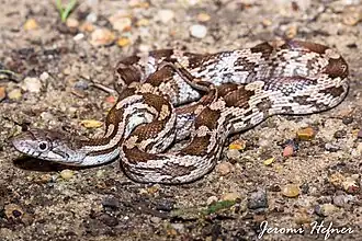 Description de l'image Gray Ratsnake (Pantherophis spiloides).jpg.