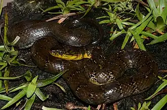 Description de l'image Grayia smithii 81369716.jpg.