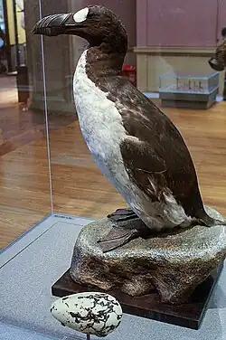 Pingouin brachyptère.