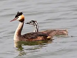 Podiceps cristatus (Podicipediformes).