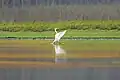 Photo d'une Grande Aigrette posée dans l'eau, agitant les ailes pour montrer son plumage