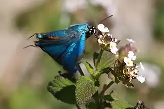 Description de l'image Great Purple Hairstreak (Atlides halesus) in flight.jpg.