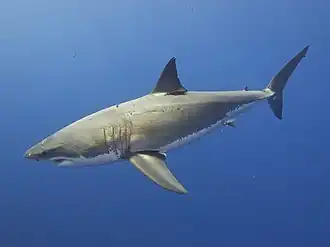 Le dos du requin est sombre pour être discret depuis plus haut.