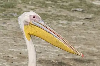 Portrait de profil d'un pélican blanc, près du lac Ziway, en Éthiopie. Décembre 2017.