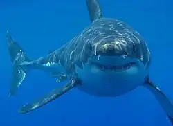 Carcharodon carcharias