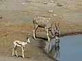 Springbok femelle et grand koudou mâle dans le parc d'Etosha en Namibie.