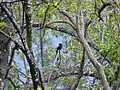 Drongo à raquettes