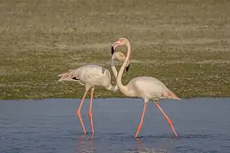 Flamants roses sur l'île de Muharraq au Bahreïn.