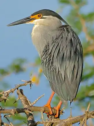 Description de cette image, également commentée ci-après