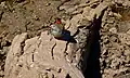 ♀