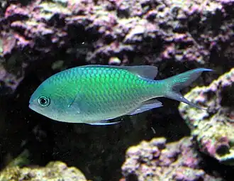Chromis viridis