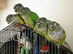 Une famille de conures à joues vertes. L'oiseau n° 2 à partir de la gauche est le père, l'oiseau n° 5 est la mère, les oiseaux n° 1, n° 3 et n° 4 sont frères et sœurs. La différence de coloration de l'oiseau n° 1 est une mutation naturelle. Photo pri