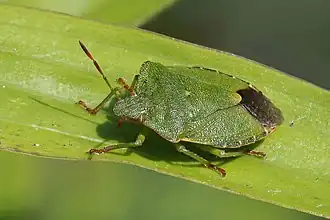 Palomena prasina en Oxfordshire.