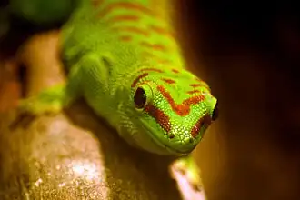 Phelsuma dubia
