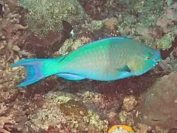 Chlorurus troschelii