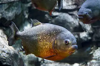 Description de l'image Gregory Moine - Red bellied Piranha (by).jpg.