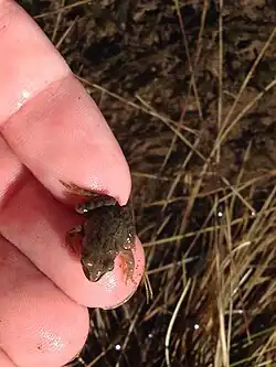 Une grenouille rousse juvénile à 2&nbsp;300&nbsp;mètres.