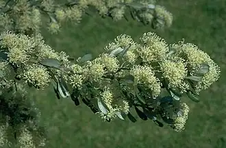 Description de l'image Grevillea argyrophylla.jpg.