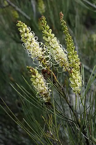 Description de l'image Grevillea candicans.jpg.