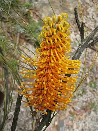 Description de l'image Grevillea_excelsior.jpg.