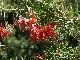 Description de l'image Grevillea juniperina.JPG.