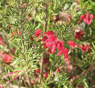 Description de l'image Grevillea lavandulacea.jpg.