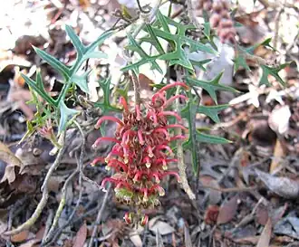 Description de l'image Grevillea_microstegia.jpg.