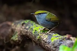 Description de cette image, également commentée ci-après