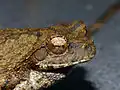Détail de la tête de Chiromantis xerampelina (Parc national Kruger, Afrique du Sud)