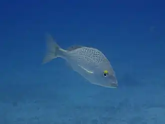 Description de l'image Grey Grunt Haemulon scudderi.jpg.