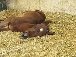 Photographie d'un poulain d'un roux très soutenu avec des poils blancs autour de la tête