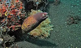 Sulawesi, Indonésie