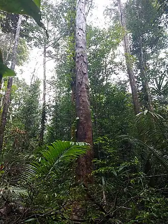 Description de l'image Grignon franc (Sextonia rubra).jpg.