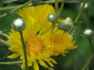 Description de l'image Grindelia chiloensis - Flickr - peganum (1).jpg.
