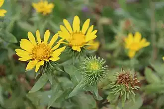 Description de l'image Grindelia hirsutula Grindelia robusta GiardinoBotanicoAlpinoViote 20170902 F.jpg.