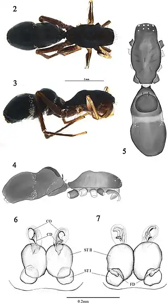 Description de l'image Grismadox karugua (10.3897-zse.98.76677) Figures 2–7.jpg.