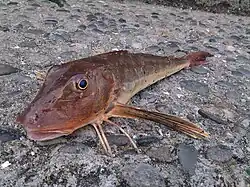 Chelidonichthys cuculus.